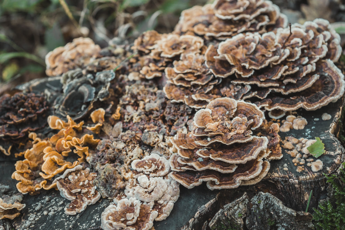 Yudas Plus se renueva: descubre el poder del reishi y el hongo ostra