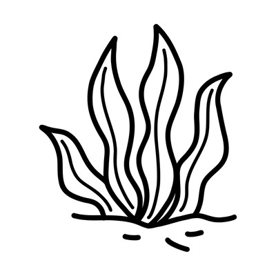 Urucú (Bixa orellana)