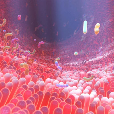 La microbiota empieza a adaptarse